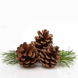 Pine Disinfectant (Disinfectant)